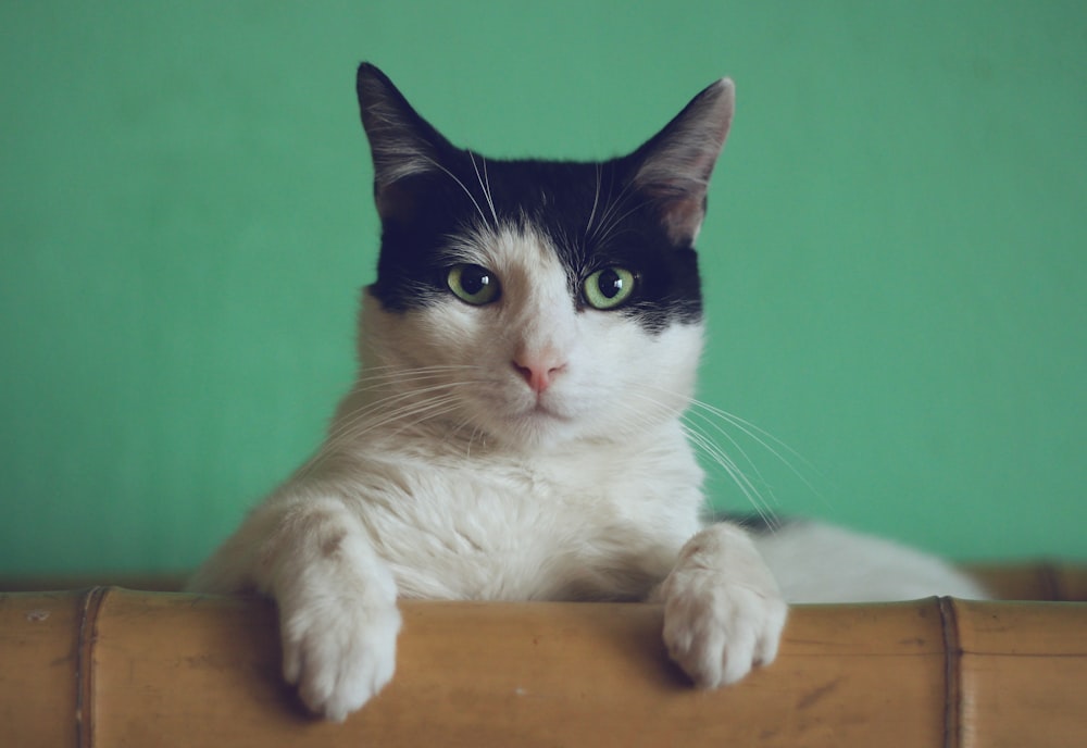 猫咪特写